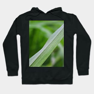 Blade of grass leaf Hoodie